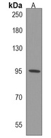TMEM132E Antibody