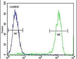 TMEM132E Antibody