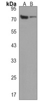 CCDC81 Antibody