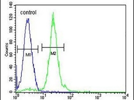 Anti-CPT1C Antibody