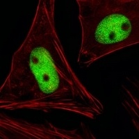 KRBA2 Rabbit Polyclonal Antibody
