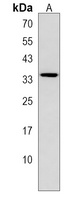 OXNAD1 Antibody