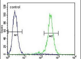 Anti-OR2B11 Antibody