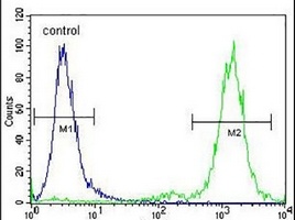 Anti-ZSCAN5B Antibody