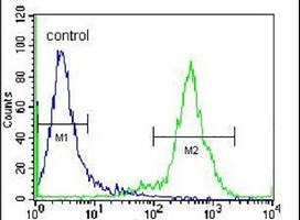 Anti-ZNF648 Antibody