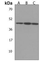 C9orf173 Rabbit Polyclonal Antibody
