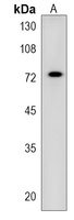 ZNF813 Rabbit Polyclonal Antibody