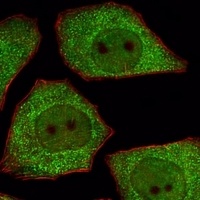 Anti-LRRC45 Antibody