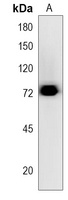 WDR70 Rabbit Polyclonal Antibody