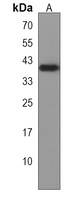 LRTM2 Antibody