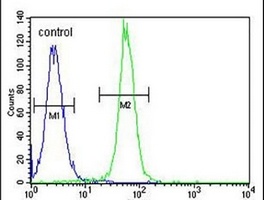 Anti-ARL5B Antibody