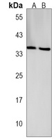 MTHFD2L Antibody