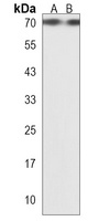 CLEC4F Antibody