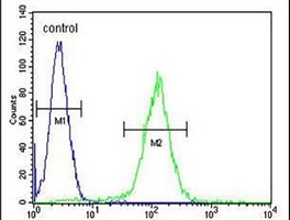 Anti-OR10J5 Antibody