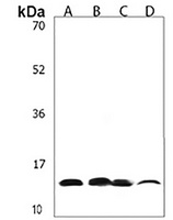 FXYD1 Rabbit Polyclonal Antibody
