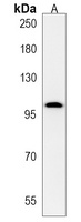 C4orf21 Antibody