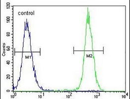 Anti-KRT25 Antibody