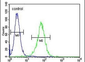 Anti-NXPH4 Antibody