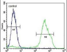 Anti-RNF19B Antibody