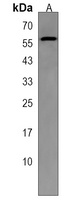 MIER2 Antibody