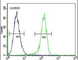 Anti-MYO19 Antibody