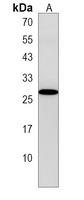 MBD3L2 Rabbit Polyclonal Antibody