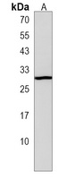 LRG-47 Rabbit Polyclonal Antibody