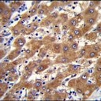 LRG-47 Rabbit Polyclonal Antibody