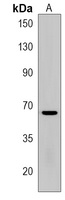 TGM6 Antibody