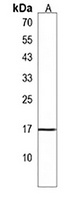 CST9 Antibody