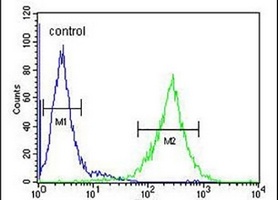 Anti-TEX37 Antibody