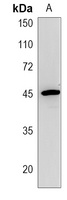 SATL1 Antibody