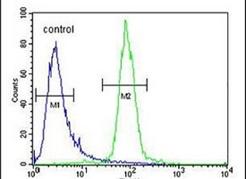 Anti-RPEL1 Antibody