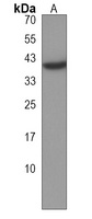 DUS4L Rabbit Polyclonal Antibody