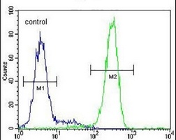 Anti-LRRC40 Antibody