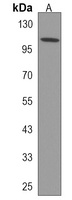 ZC3H3 Antibody