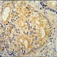 C16orf13 Rabbit Polyclonal Antibody