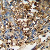 Anti-FAM20C Antibody