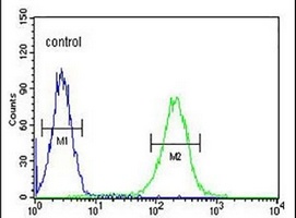 Anti-KIAA1324L Antibody