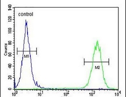 CTDSPL2 Antibody