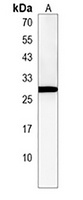 CLEC2L Antibody