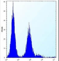 Anti-OR9Q1 Antibody