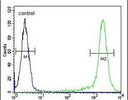 SLC35G5 Antibody