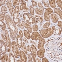 WDR41 Antibody