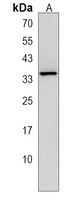 OR10H1 Rabbit Polyclonal Antibody