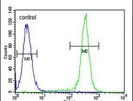 Anti-CCDC122 Antibody