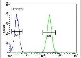 Anti-BCORL1 Antibody