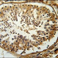 Anti-SERAC1 Antibody