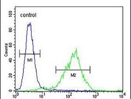 Anti-C11orf73 Antibody