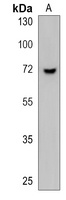 ALS2CR11 Antibody